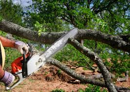 Trusted Pepeekeo, HI Tree Care Experts