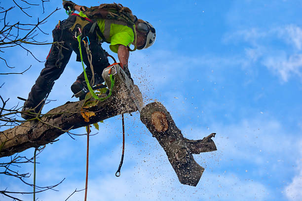How Our Tree Care Process Works  in  Pepeekeo, HI